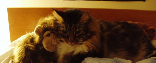 large cat with a stuffed monkey on the bed