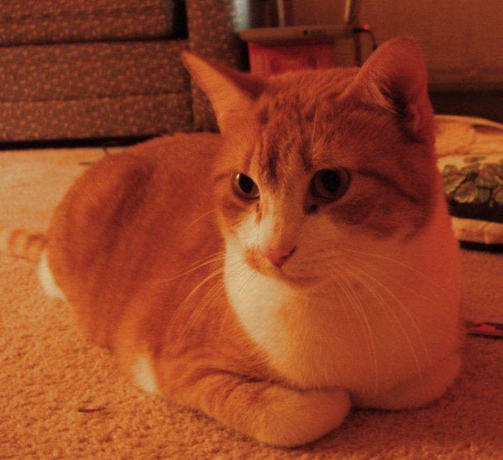 orange monkee orange monkee
