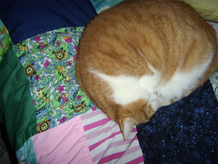 monkee quilt cat on a quilt